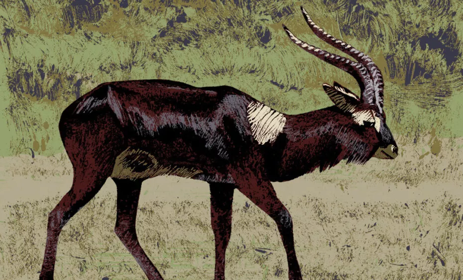 Illustration Cobe mrs Gray