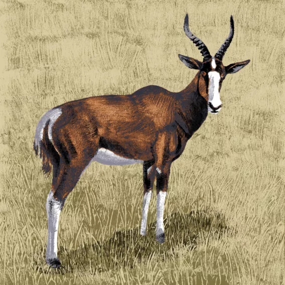 Damalisque illustration