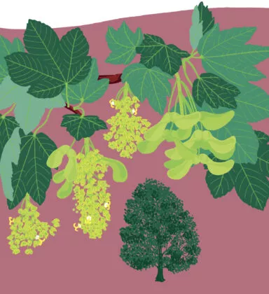 Illustration erable sycomore