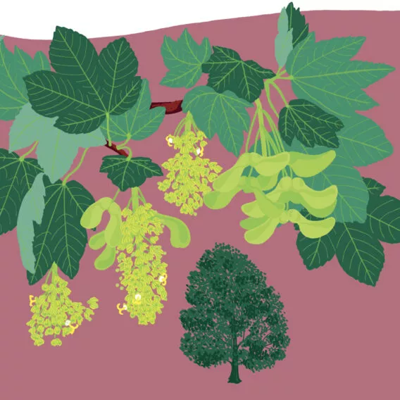 Illustration erable sycomore