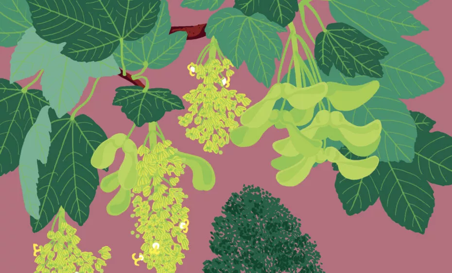 Illustration erable sycomore