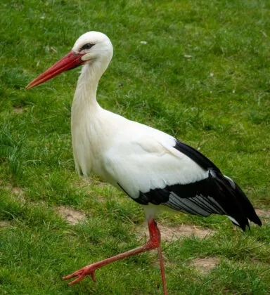 cigogne vue 2