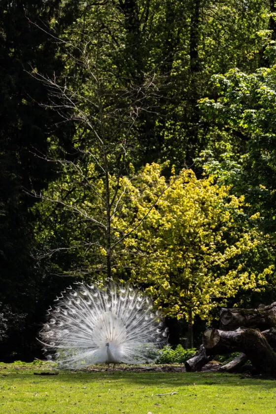 parc botanique vue 5
