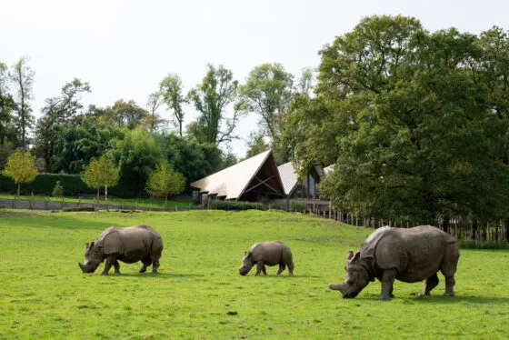 Rhinoceros indiens vallée indienne - F Feranti