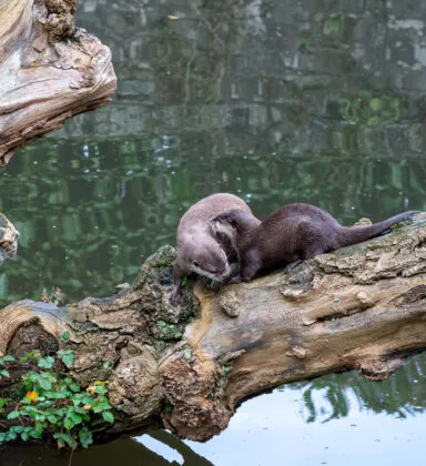 Loutre cendrée couple