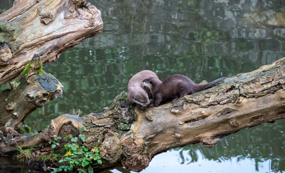 Loutre cendrée couple