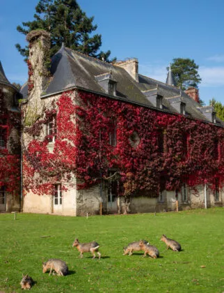 Chateau de Branféré en automne
