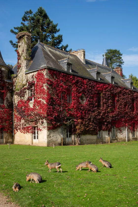 Chateau de Branféré en automne