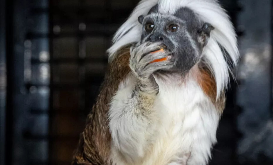 Tamarin pinché