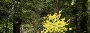 parc botanique de Branféré allée