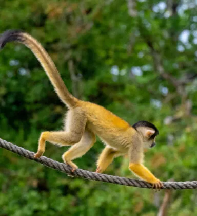 Saimiri a tete noire