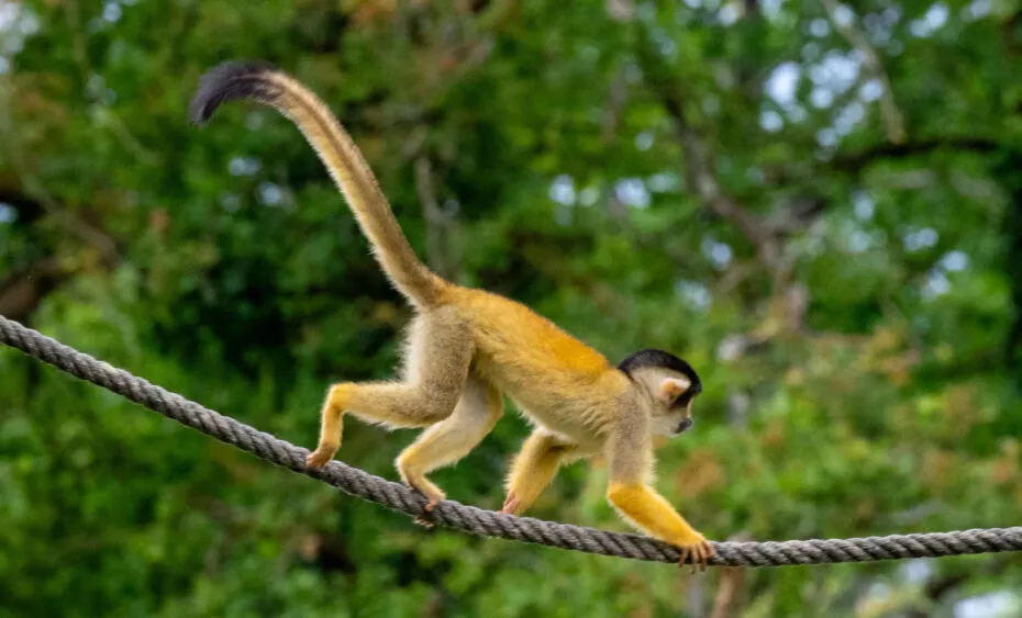 Saimiri a tete noire