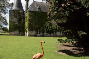 chateau de branféré et flamant