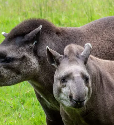 tapir espace sud americain