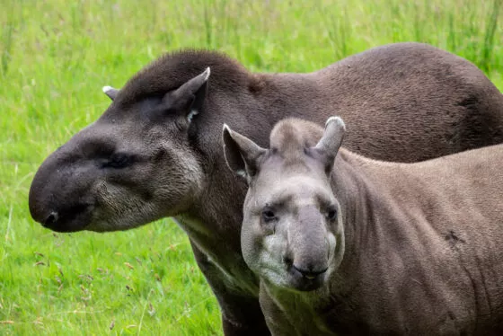 tapir espace sud americain