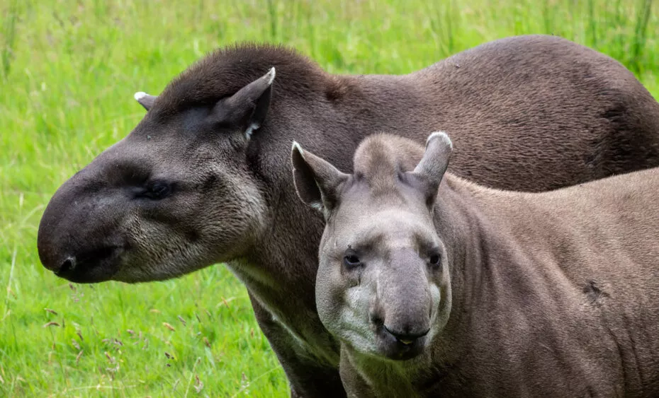 tapir espace sud americain
