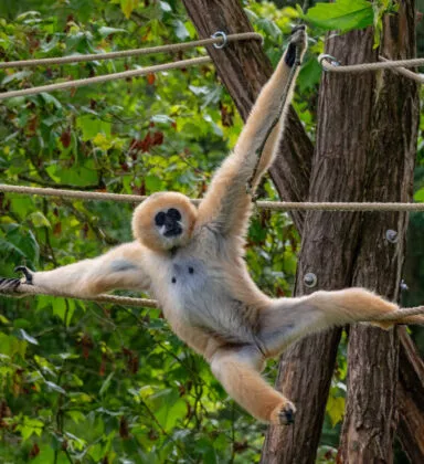 Gibbon à favoris