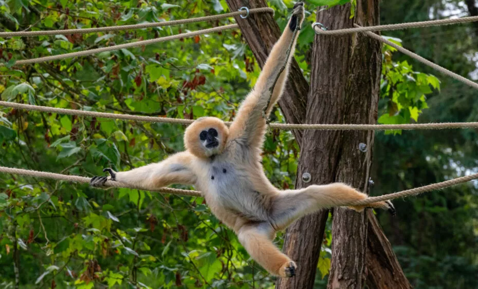 Gibbon à favoris