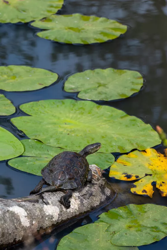 Tortue aquatique