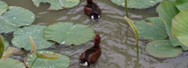Canard parc de branféré