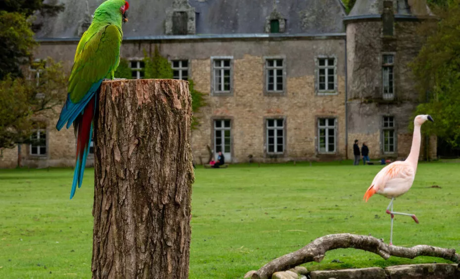 vue du chateau avec ara