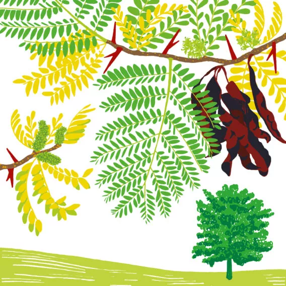 févier d'Amérique