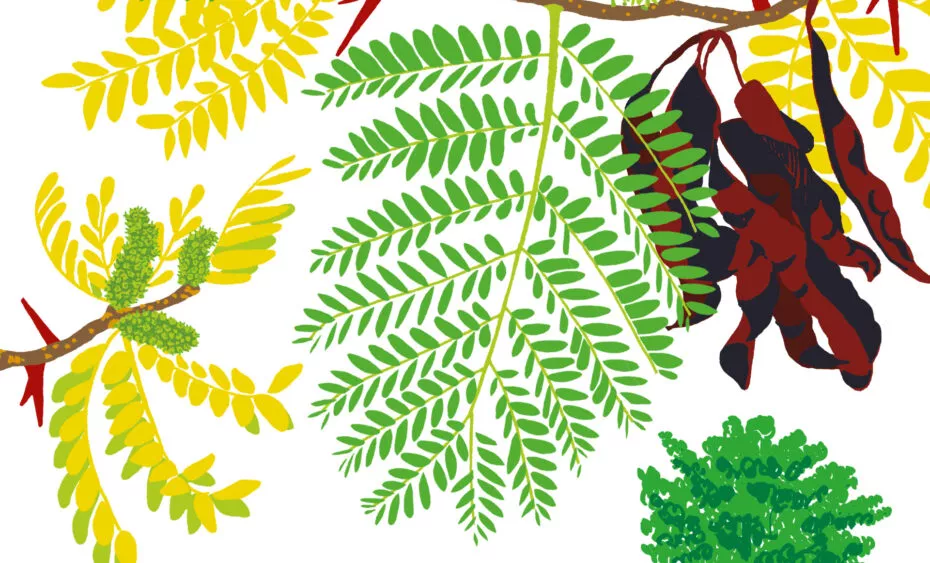 févier d'Amérique