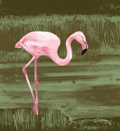 illustration flamant chili