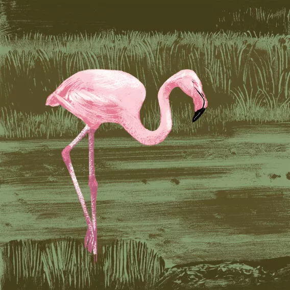 illustration flamant chili