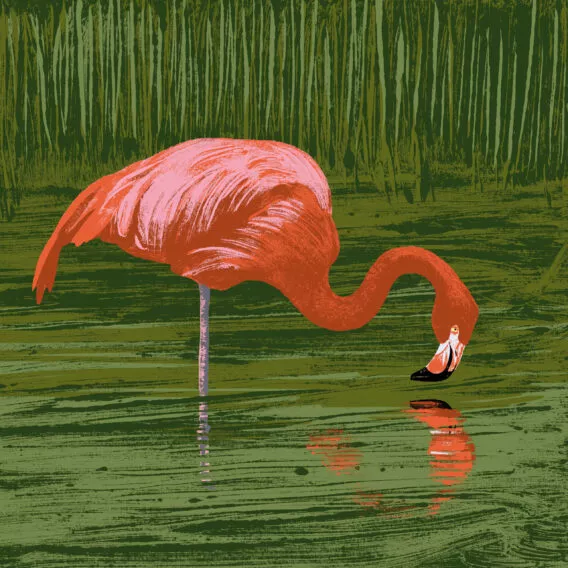 flamant de cuba illustration