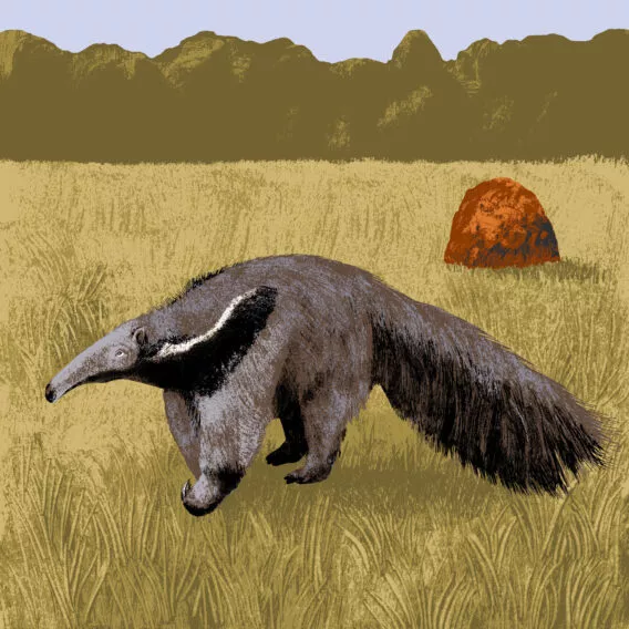 fourmilier illustration