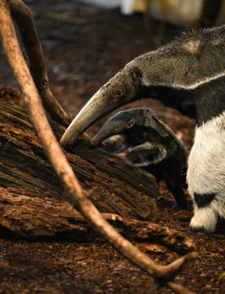 bébé fourmilier géant vue 3