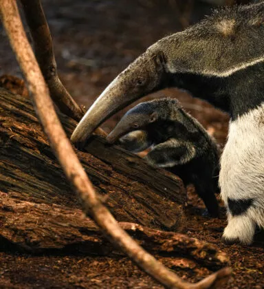 bébé fourmilier géant vue 3