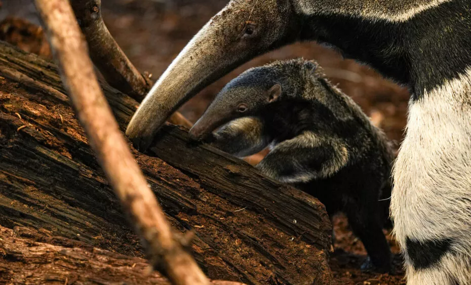 bébé fourmilier géant vue 3