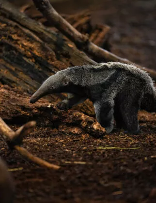 bébé fourmilier géant vue 6