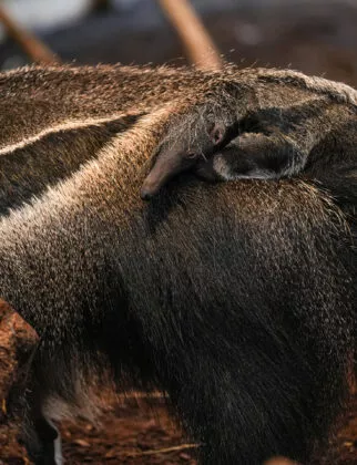 bébé fourmilier géant vue 5