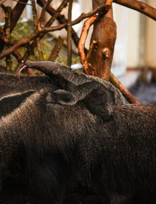 bébé fourmilier géant vue 4