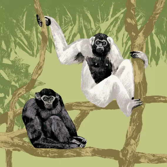 gibbon a bonnet illustration