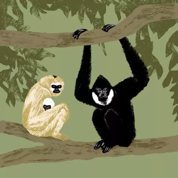 Illustration gibbon a favoris