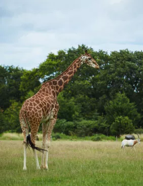 Girafe plaine africaine