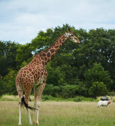 Girafe plaine africaine