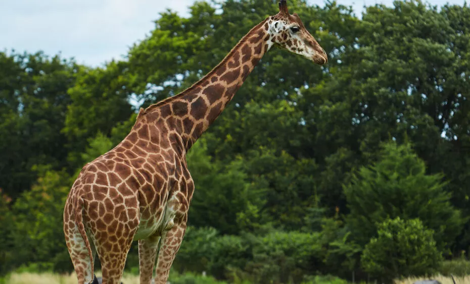 Girafe plaine africaine