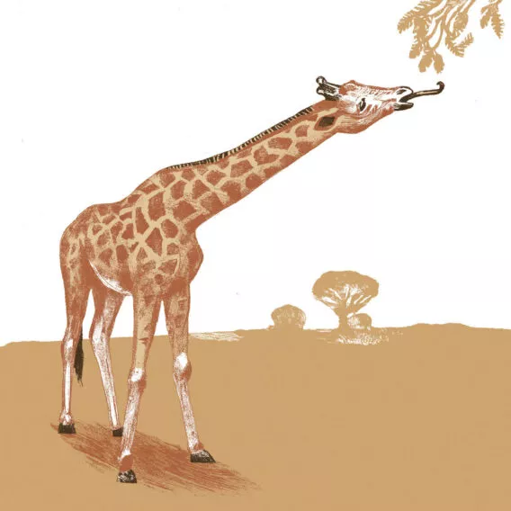 Girafe de nubie illustration