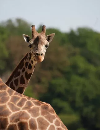 Girafe de nubie branfere 2