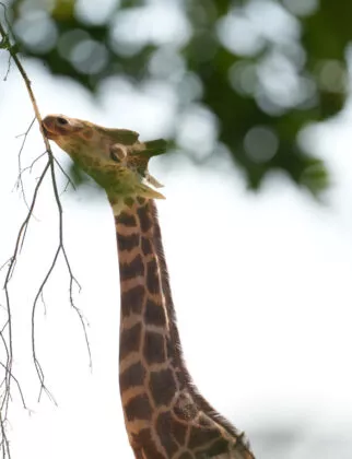 Girafe de nubie branfere 4