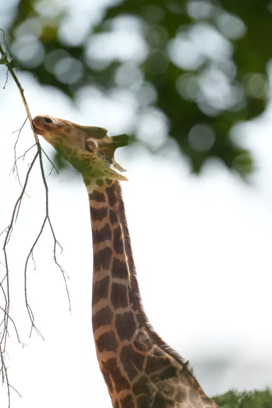 Girafe de nubie branfere 4