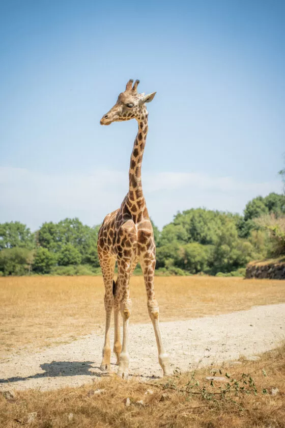 Girafe de nubie branfere 5