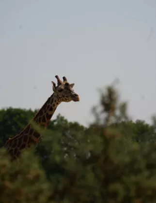 Girafe de nubie branfere 6