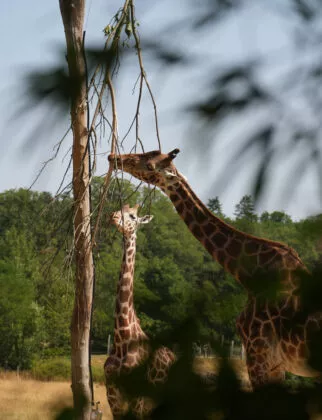 Girafe de nubie branfere 7