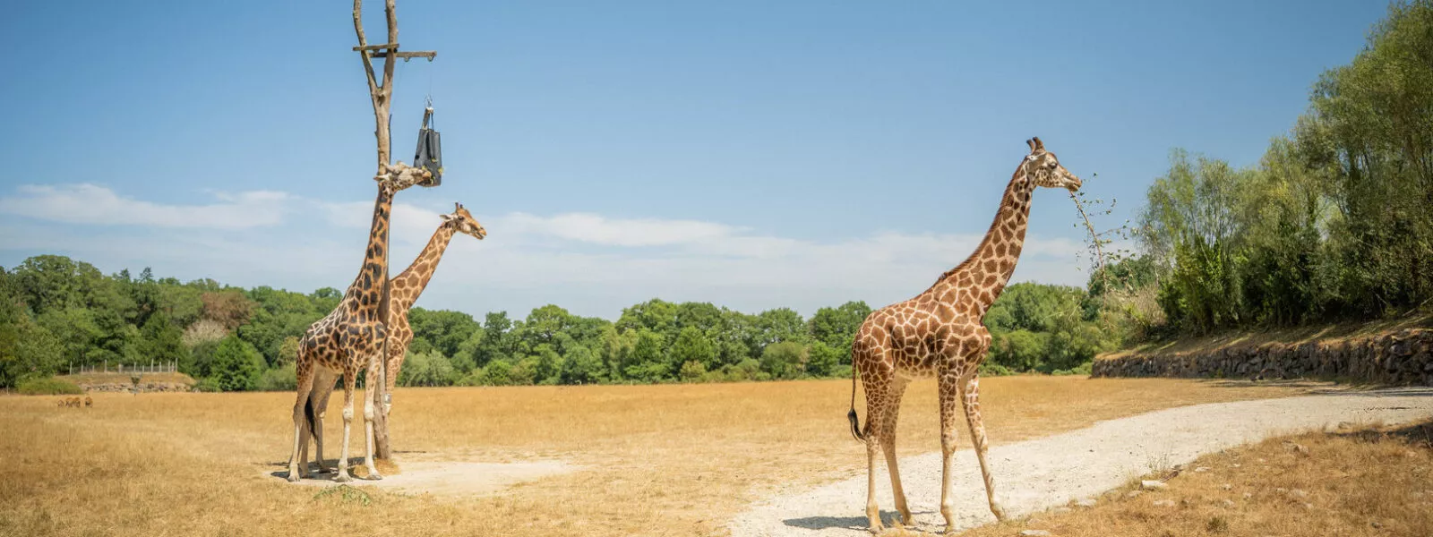 Girafe de nubie branfere 8